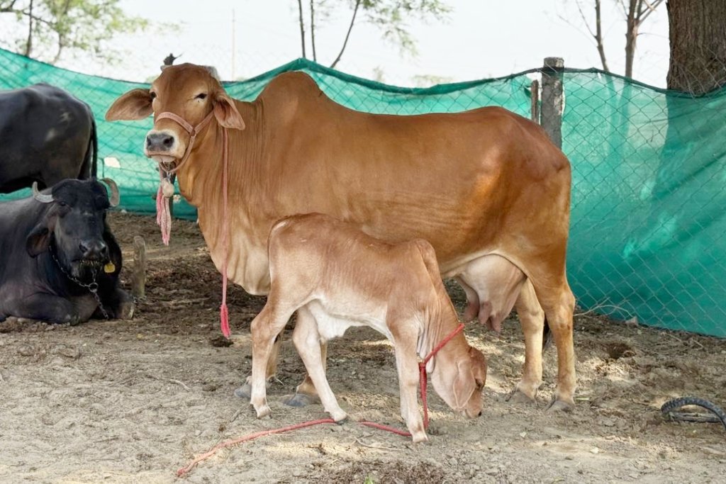Cows Feeding