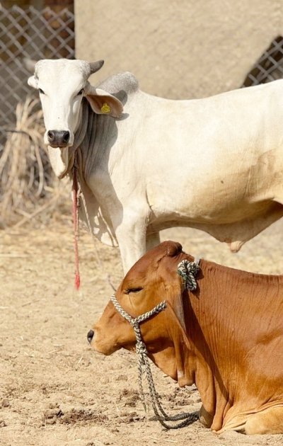 Cows
