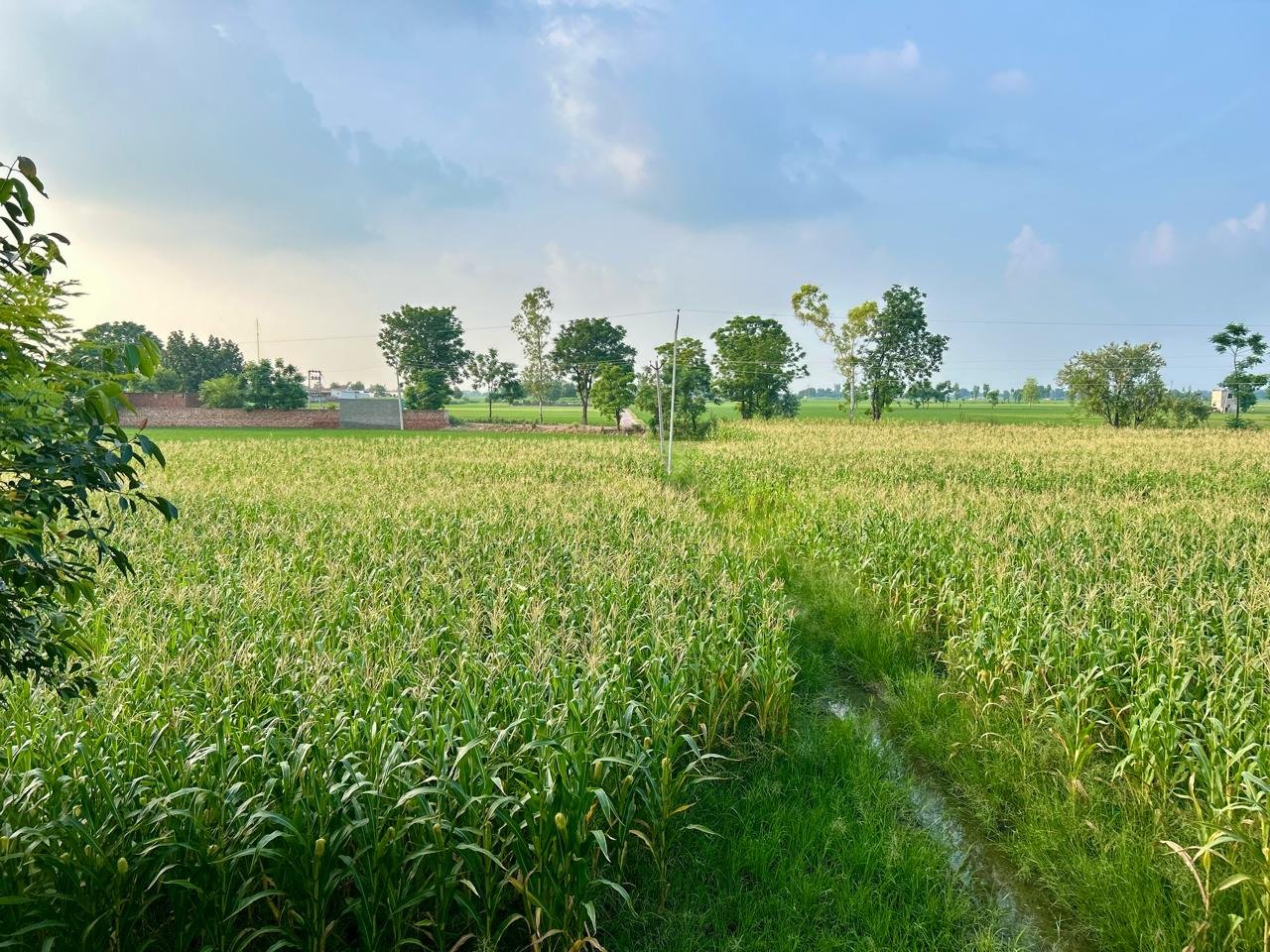 Dairy Image