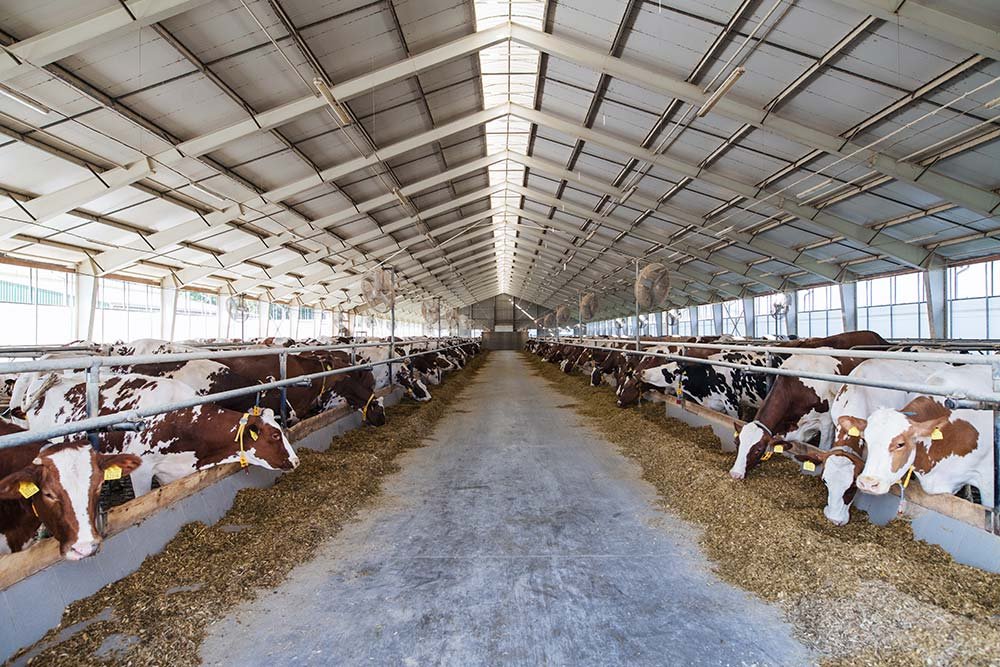 Dairy Image