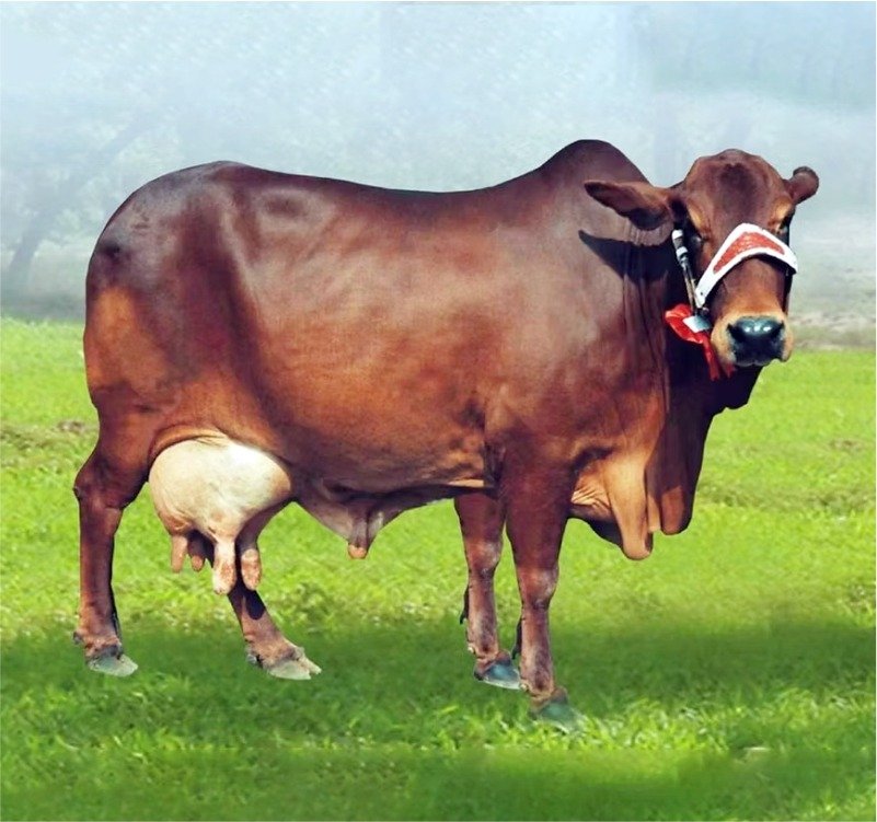 Cow Farm Left