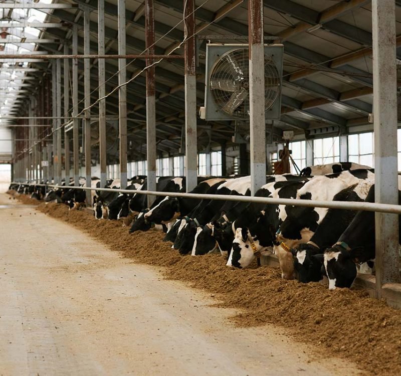Cow Farm Left