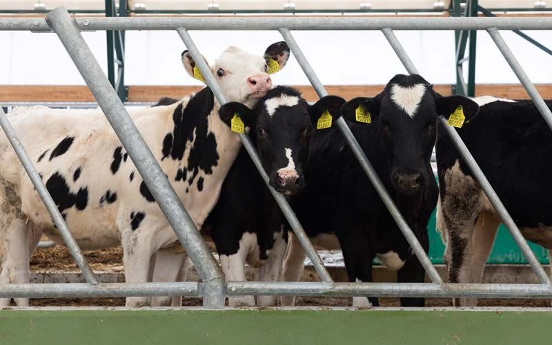 Cow Farm Right